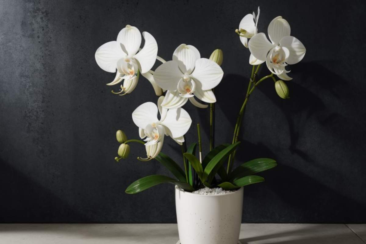 Orchidee contro muffa